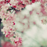 tumblr_mkmw2c77tt1rgunsqo1_250 (160x160, 36Kb)