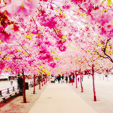 tumblr_mta3hkcnQf1rgunsqo8_250 (160x160, 70Kb)