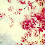 tumblr_mta3hkcnQf1rgunsqo7_250 (160x160, 52Kb)