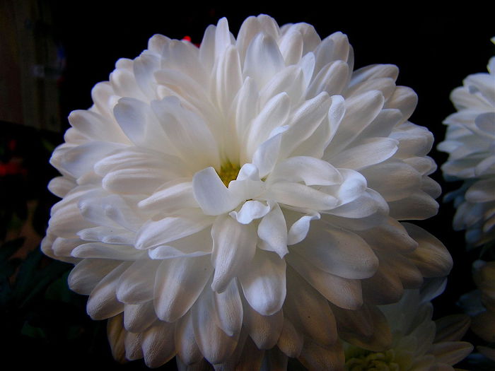 1280px-Chrysanthemum_aka_white_mums (700x525, 43Kb)