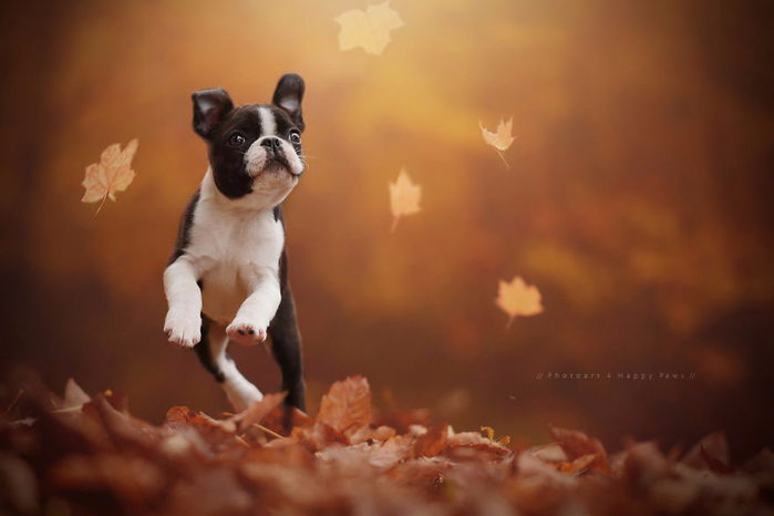 autumn-dog-photography-anne-geier-19 (700x466, 219Kb)