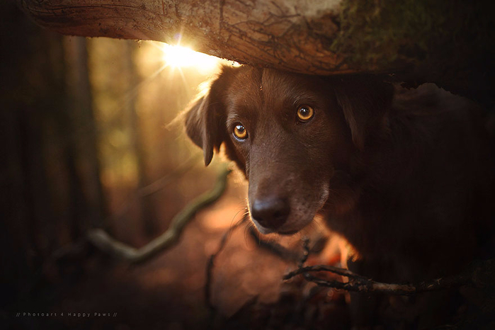 autumn-dog-photography-anne-geier-25 (700x466, 243Kb)