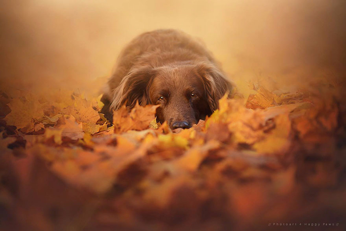 autumn-dog-photography-anne-geier-44 (700x466, 255Kb)