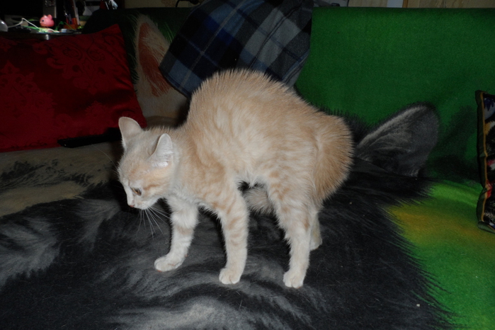 SAM_7247 (700x466, 209Kb)