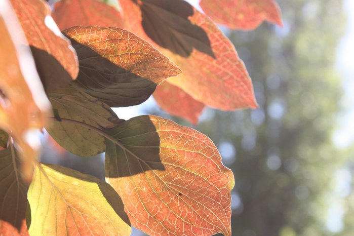 4052195_IMG_9118 (700x466, 218Kb)