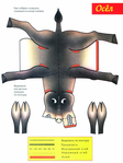  04-Осел (525x700, 249Kb)