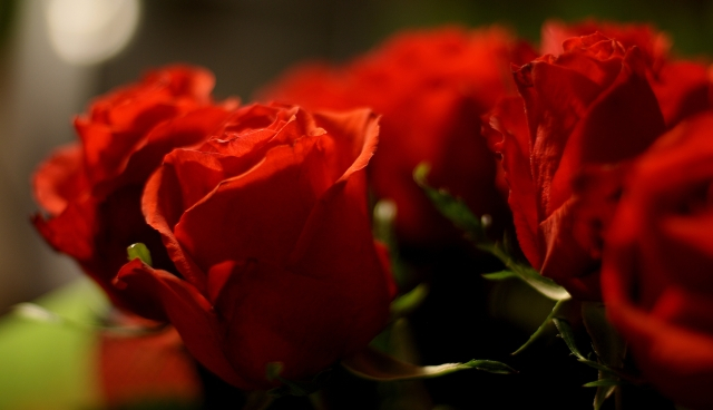 розы и любовь 17 (640x368, 191Kb)