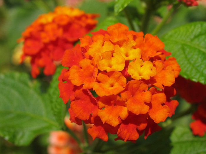 lantana-camara-orange-shrub-flower (700x525, 343Kb)