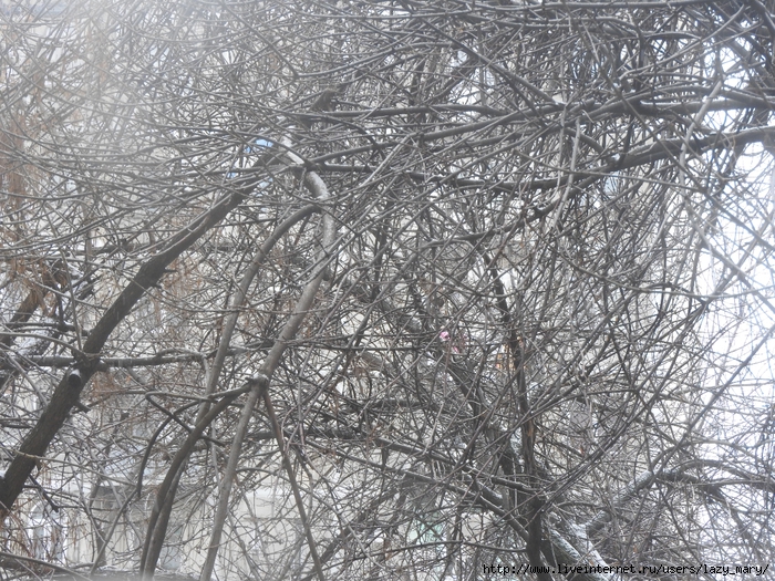 DSCN1666 (700x525, 459Kb)