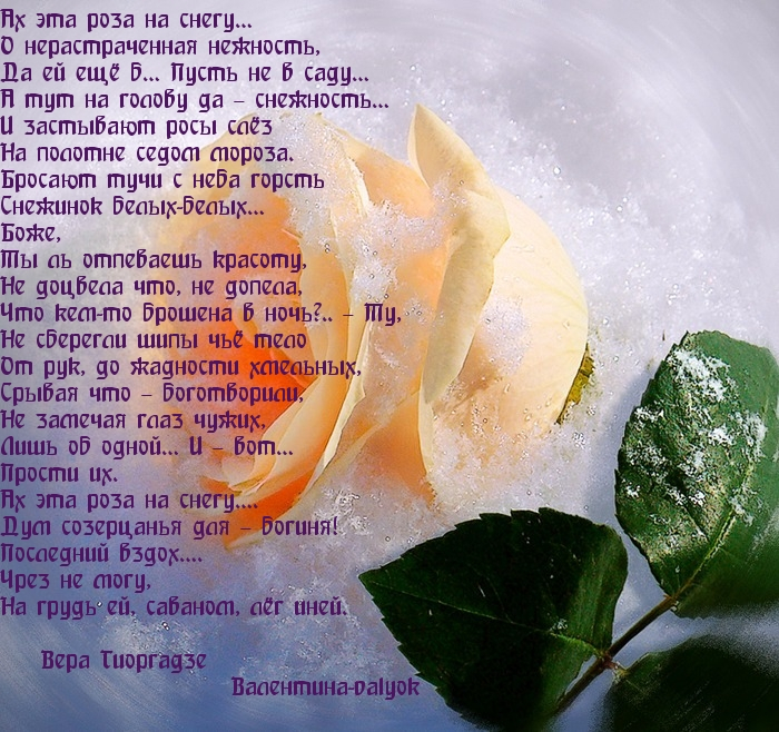 Красивые розы стихи. Стих про розу. Стихотворение про белые розы. Красивые стихи про розы. Белые розы стихи.