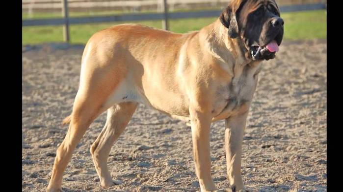 Full-Grown-English-Mastiff-Dog-Picture (700x393, 42Kb)