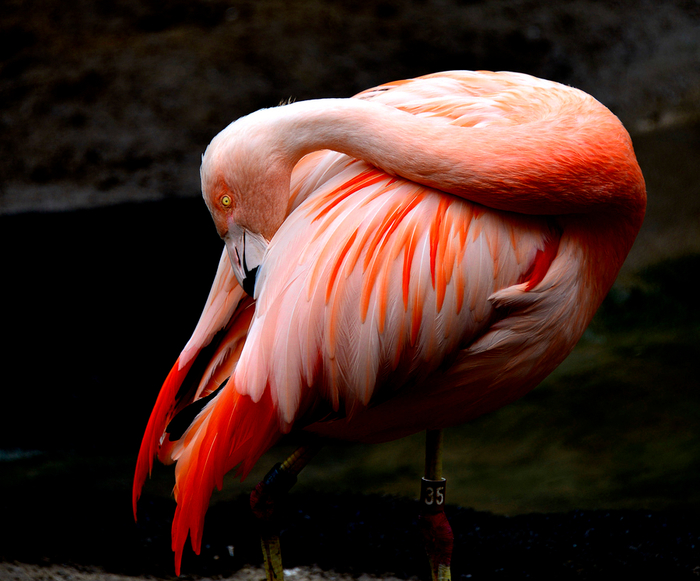 Flamingo_01 (700x581, 413Kb)