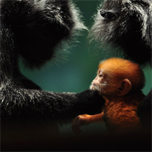 animalwonder (215x215, 62Kb)