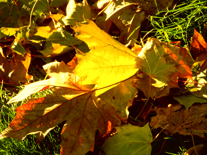 FSCN5084 (700x525, 599Kb)