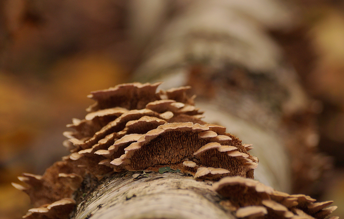 DSC08990 (700x444, 383Kb)