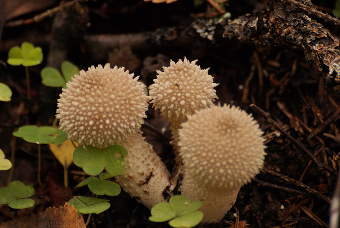 DSC08994 (700x469, 453Kb)