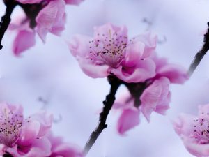 1161805_cherry_blossom (300x225, 12Kb)