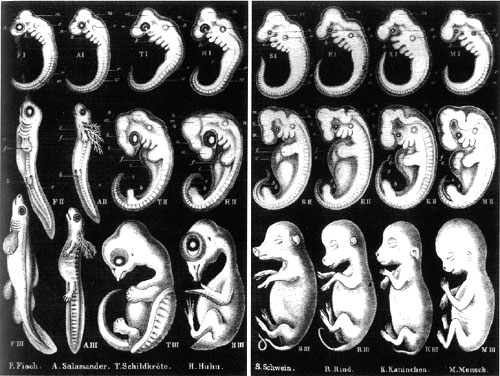 haeckel (500x376, 187Kb)