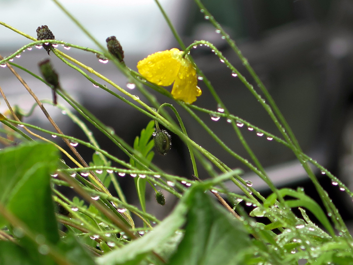 IMG_6289 (2) (700x524, 405Kb)