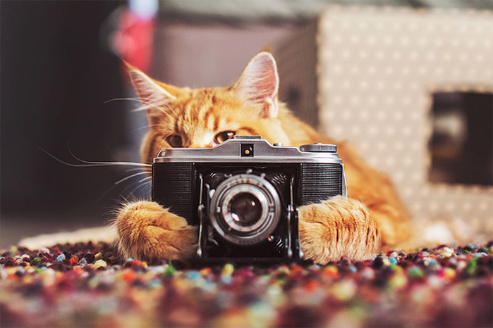 ginger-cat-photography-kotleta-cutlet-kristina-makeeva-hobopeeba-1 (700x466, 87Kb)