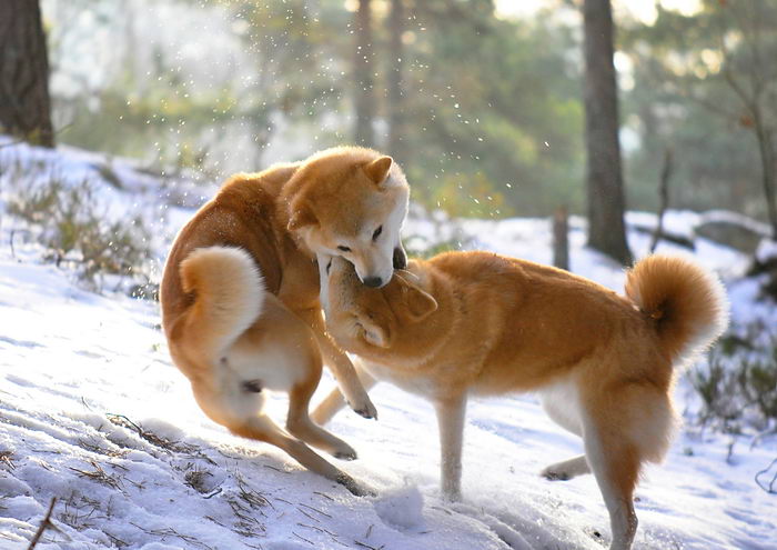 shiba_shiba_inu_07 (700x495, 62Kb)