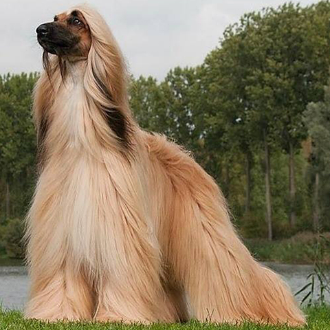 Afghan Hound (480x480, 397Kb)