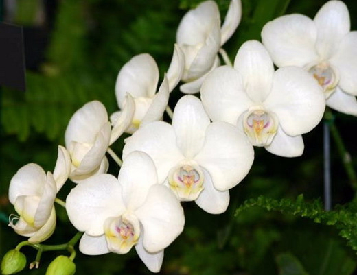 Phalaenopsis (520x401, 160Kb)