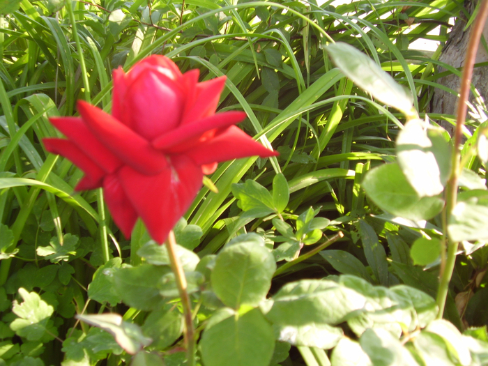 P1010113 (700x525, 491Kb)