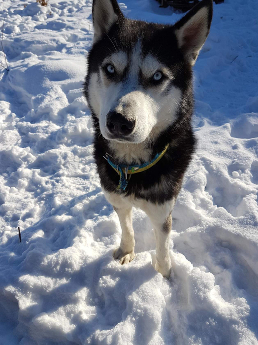 image-16 (524x700, 394Kb)