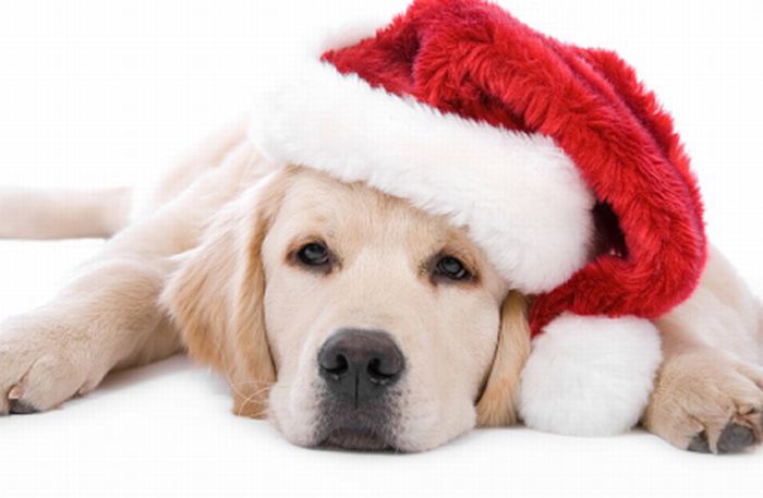 cute_animals_dressed_for_christmas_09 (700x457, 34Kb)