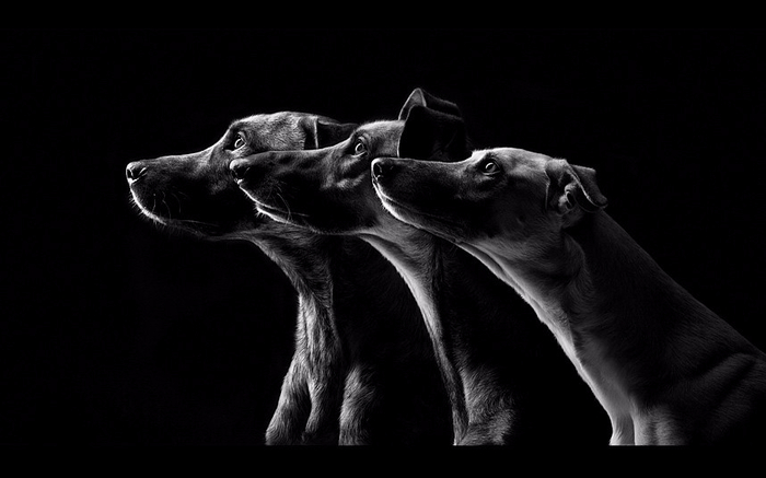 5.  (700x437, 146Kb)