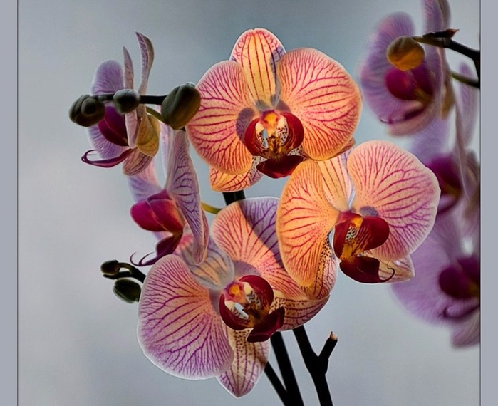 Цвет фуксия орхидея фото