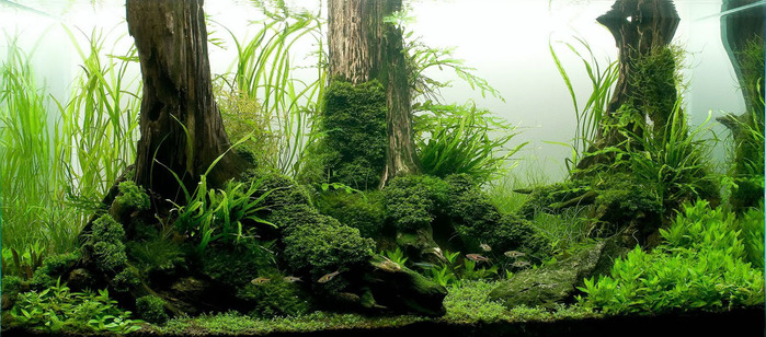 Aquascape_23 (700x308, 133Kb)