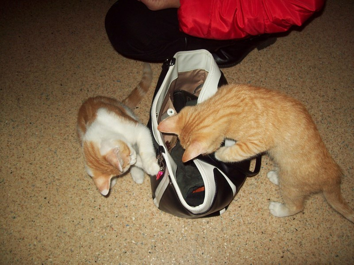 100_8317 (700x525, 390Kb)