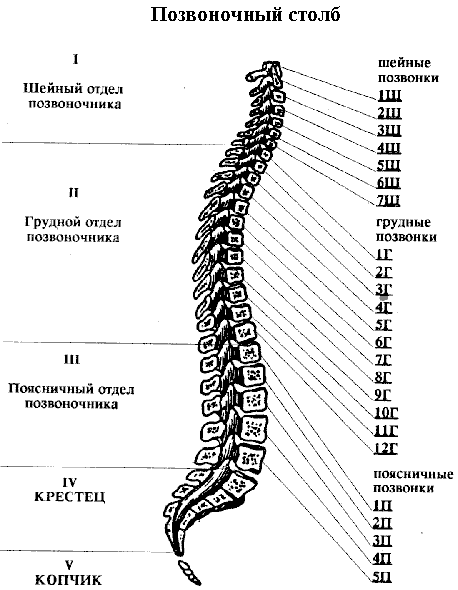 1868538_spine (458x590, 17Kb)