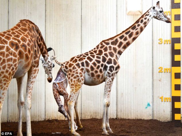Как рожают жирафы. Рождение жирафа. Жираф рожает. Роды жирафа. Беременный Жираф.