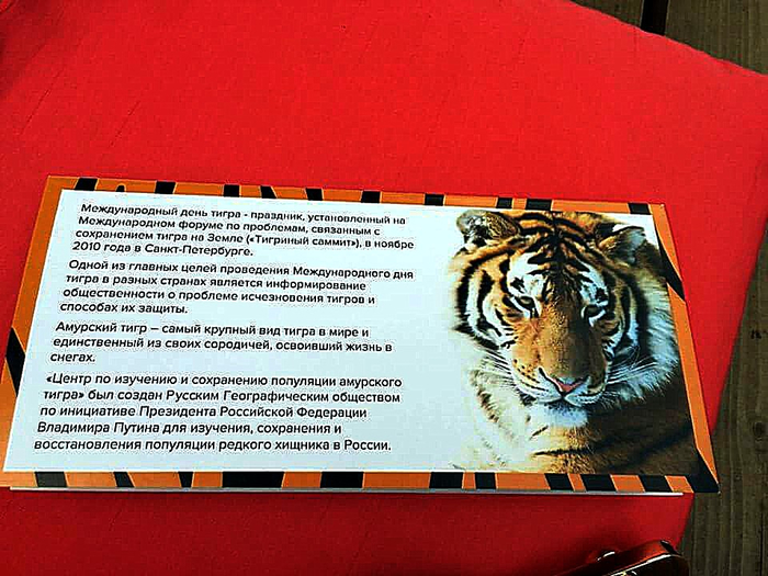 Сохранение тигров. Сохраним тигра вместе. Международный день тигра 29 июля. Восстановление популяции Амурского тигра. 29 Июля день защиты тигра в России.