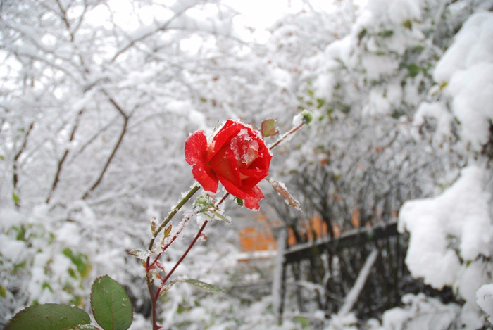 роза в снегу (700x469, 317Kb)