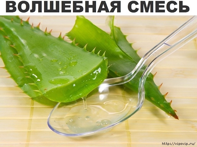 5745884_aloe (640x476, 185Kb)