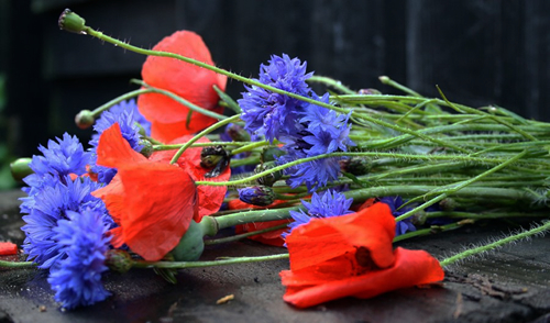 cornflower-poppy (500x294, 196Kb)