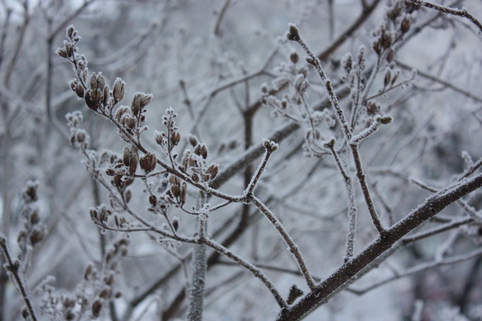 4052195_IMG_9859 (700x466, 225Kb)