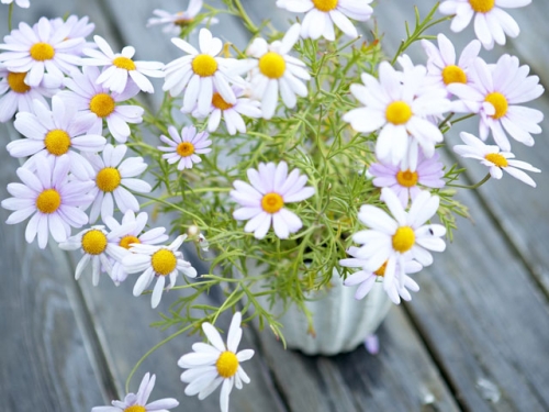 camomile1 (500x375, 158Kb)