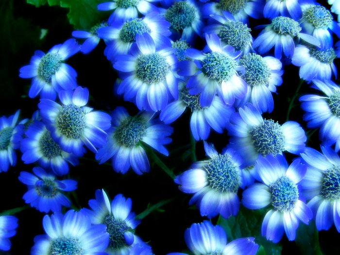 Blue-Flower-Wallpaper (700x525, 513Kb)