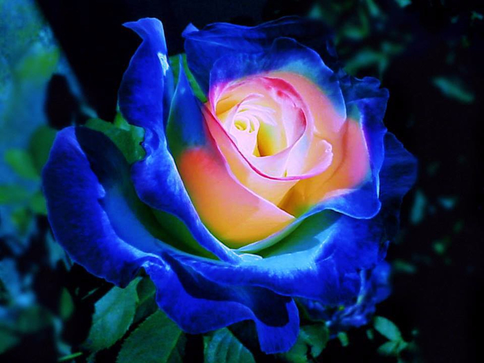 colorful-roses-flowers-34753352-960-720 (700x525, 333Kb)