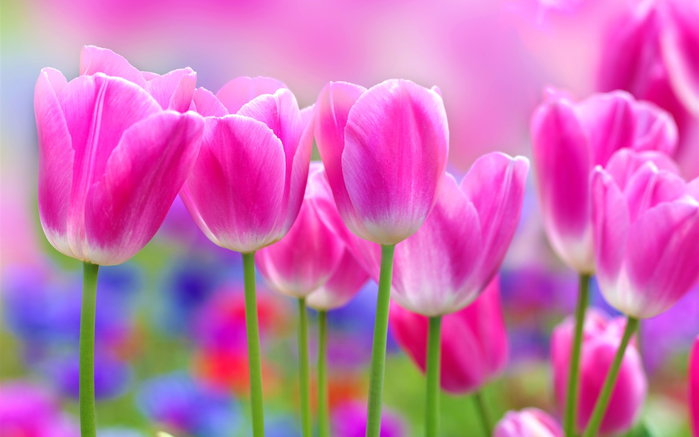 Beautiful-pink-tulips-flowers-blur-background_1440x900 (700x437, 287Kb)