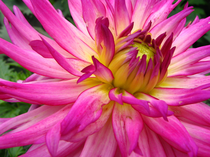 Unidentified_Pink_Flower_Closeup_2048px (700x525, 514Kb)