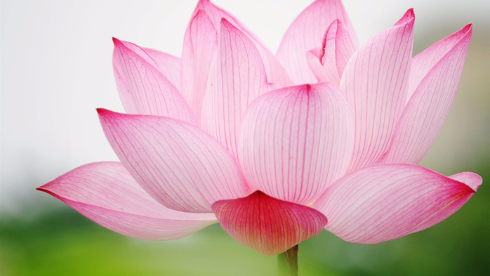 beautiful_pink_lotus_flower_wallpaper_1920x1080 (700x393, 248Kb)