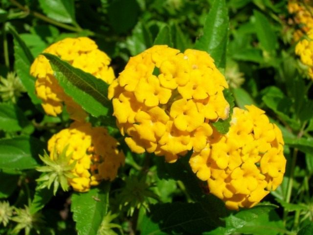 Lantana_montevidensis_02-640x480 (640x480, 287Kb)