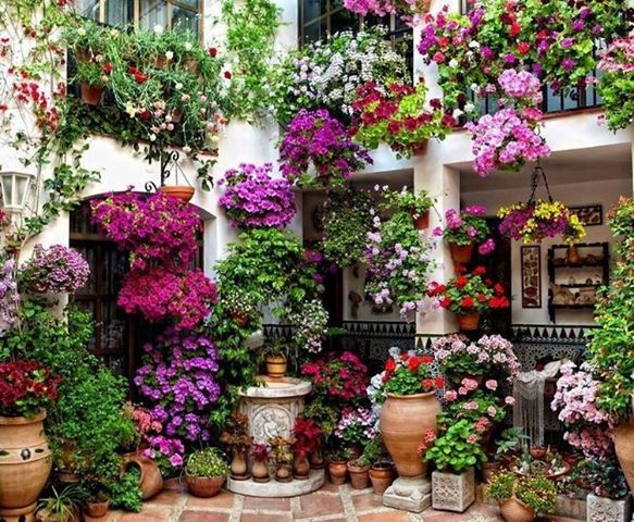 Какие цветы выращивать на балконе (583x480, 420Kb)