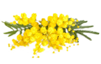 mimosa (245x152, 20Kb)